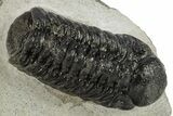Detailed Austerops Trilobite - Nice Eye Facets #311076-1